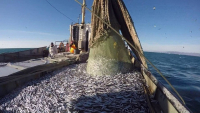 ВЫЯВЛЕНЫ НАРУШЕНИЯ ПРИ ЛОВЛЕ МОРЕПРОДУКТОВ